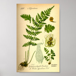 Póster Bladder Fern (Cystopteris fragilis)