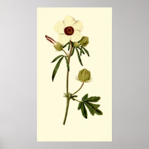 Póster Bladder Hibiscus, Venecia Mallow