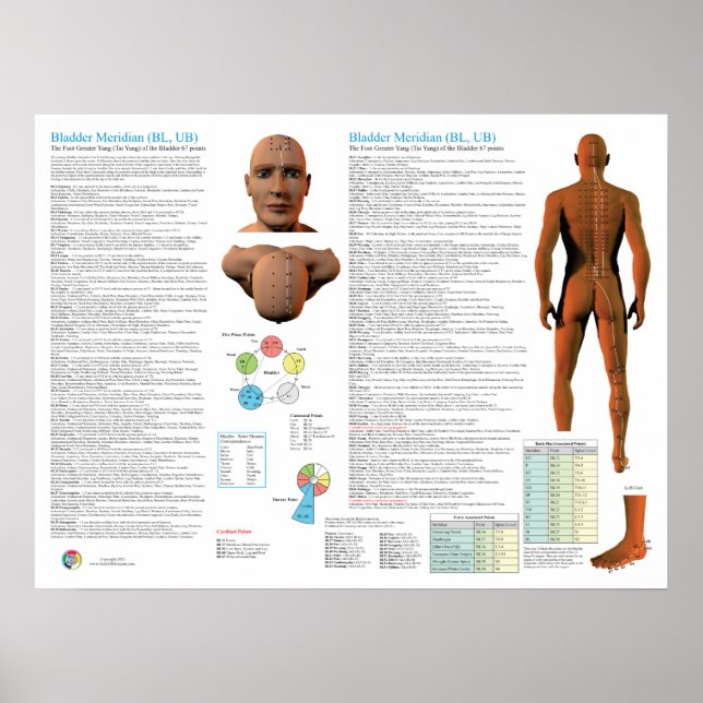 Póster Bladder Meridian Acupuncture Points (Frente)