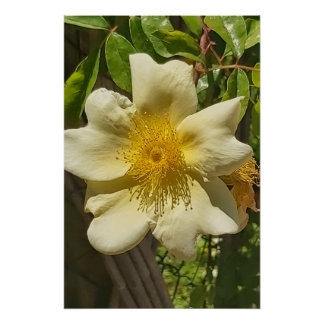 Póster Blanca flor