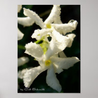 blanco001