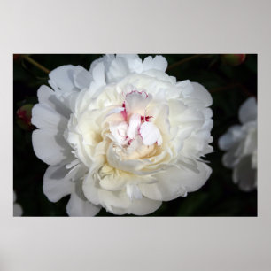 Póster Blanco Con Un Toque De Color