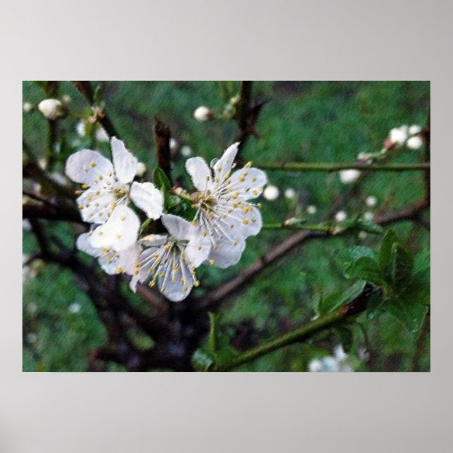 Póster blanco de primavera (Frente)