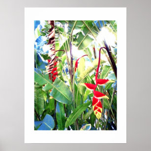Póster Blanco poster (18" x 24") Las flores rojas Bali