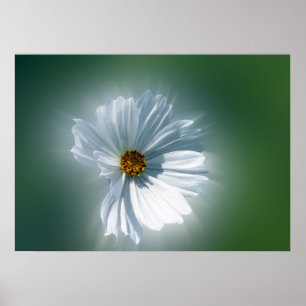 Póster blanco resplandeciente