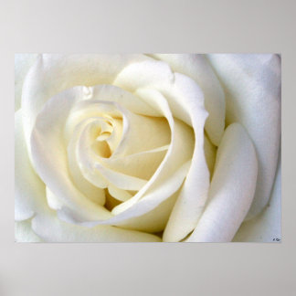 Póster Blanco Rosa