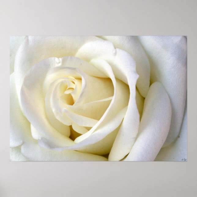Póster Blanco Rosa (Frente)