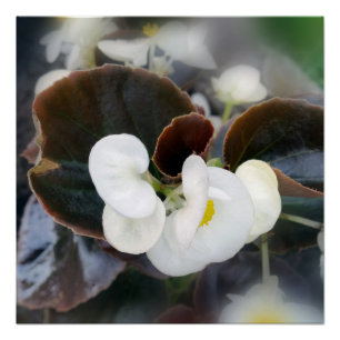 Póster blanco y burdeos