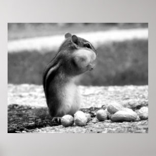 Póster Blanco y negro de Chipmunk - Imprimir