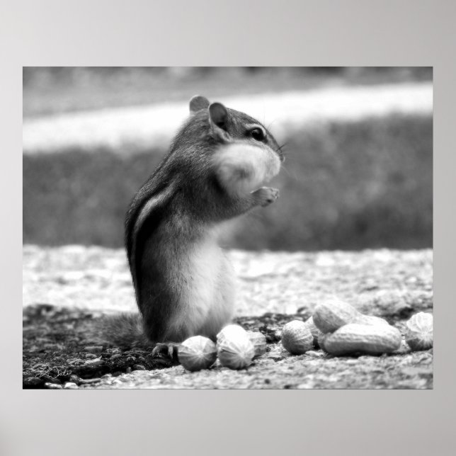 Póster Blanco y negro de Chipmunk - Imprimir (Frente)