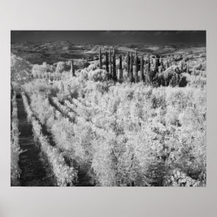 Póster Blanco y negro de los viñedos, Montepulciano, Ita