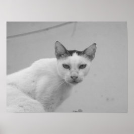 Póster Blanco y Negro - Gato 02