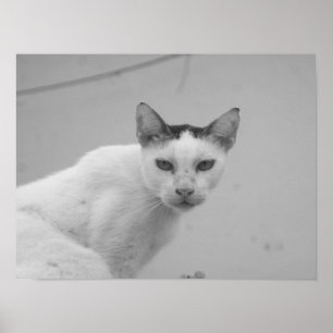 Póster Blanco y Negro - Gato 02