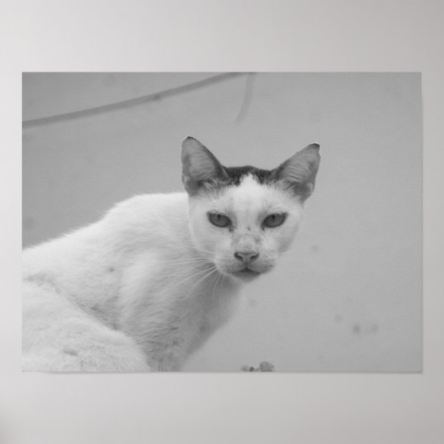 Póster Blanco y Negro - Gato 02 (Frente)