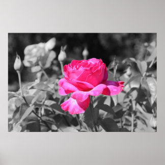 Póster Blanco y negro Rosa