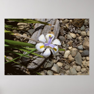 Póster Blanco y púrpura