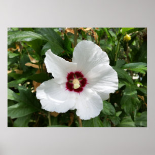 Póster blancos de verano