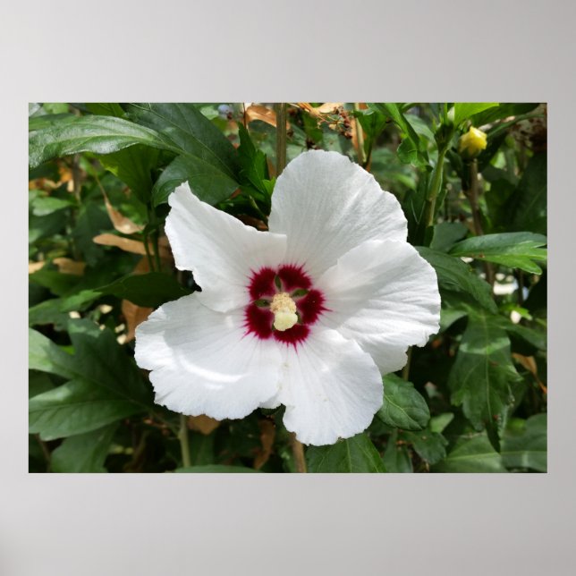 Póster blancos de verano (Frente)