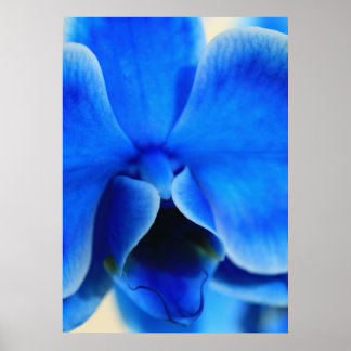 Póster Blaue Orchidee