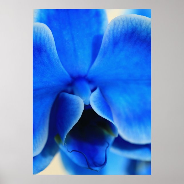 Póster Blaue Orchidee (Frente)