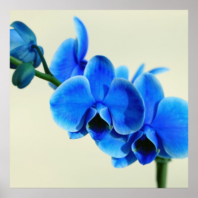Póster Blaue Orchidee (Frente)