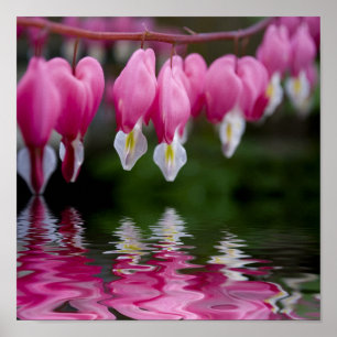 Póster bleeding heart flower