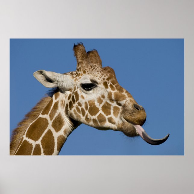 Póster Bleeeh (Frente)