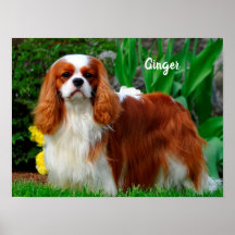 Blenheim Cavalier King Charles Spaniel Perro de Ca