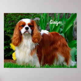 Póster Blenheim Cavalier King Charles Spaniel Perro de Ca