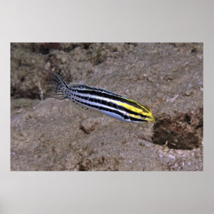 Póster Blenny