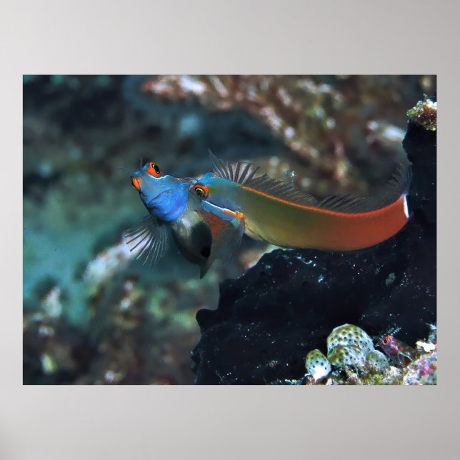 Póster Blenny Battle (Frente)