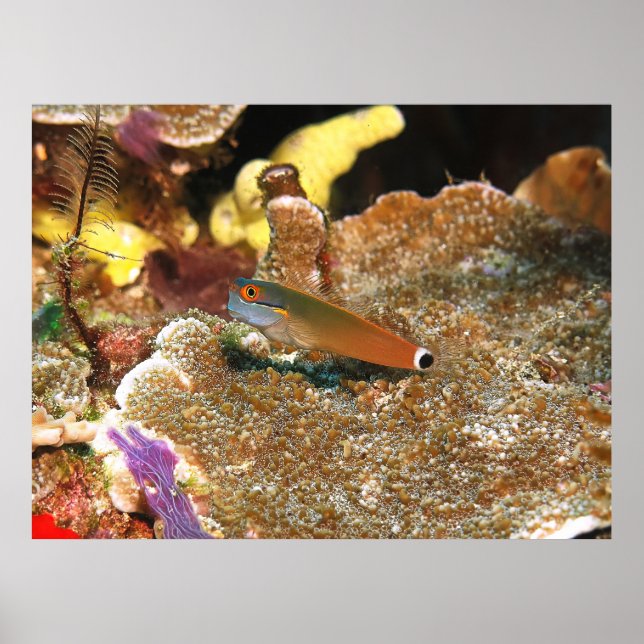 Póster Blenny de cola de Raja Ampat (Frente)