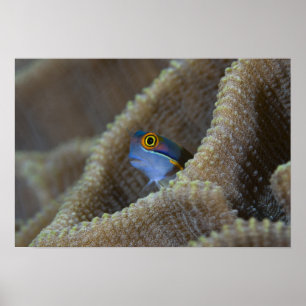 Póster Blenny fish Blenniidae) poking it's head out