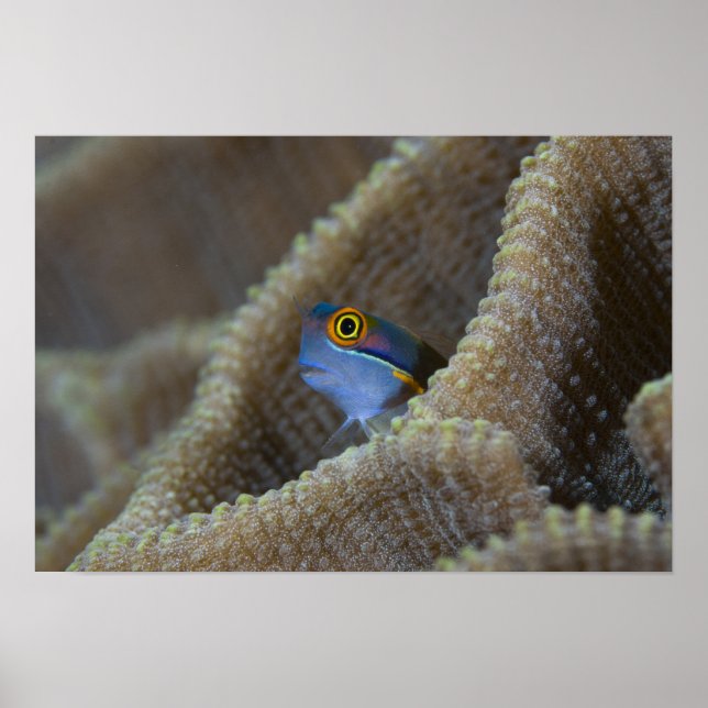 Póster Blenny fish Blenniidae) poking it's head out (Frente)