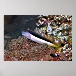Póster Blenny on the Rocks