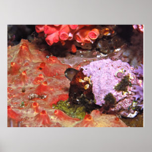Póster Blenny Peeking