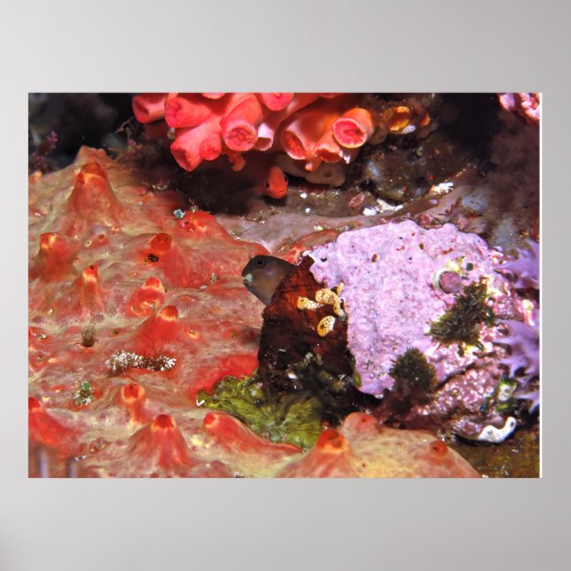 Póster Blenny Peeking (Frente)