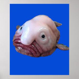 Póster Blob Fish