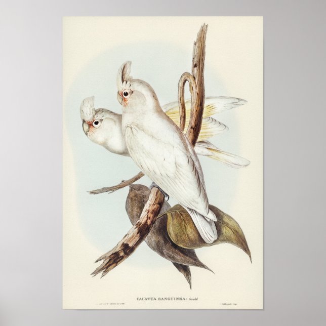 Póster Blood-stained Cockatoo by Elizabeth Gould (Frente)