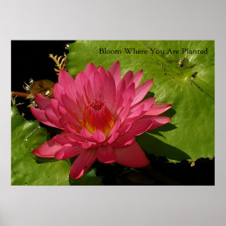 Póster Bloom