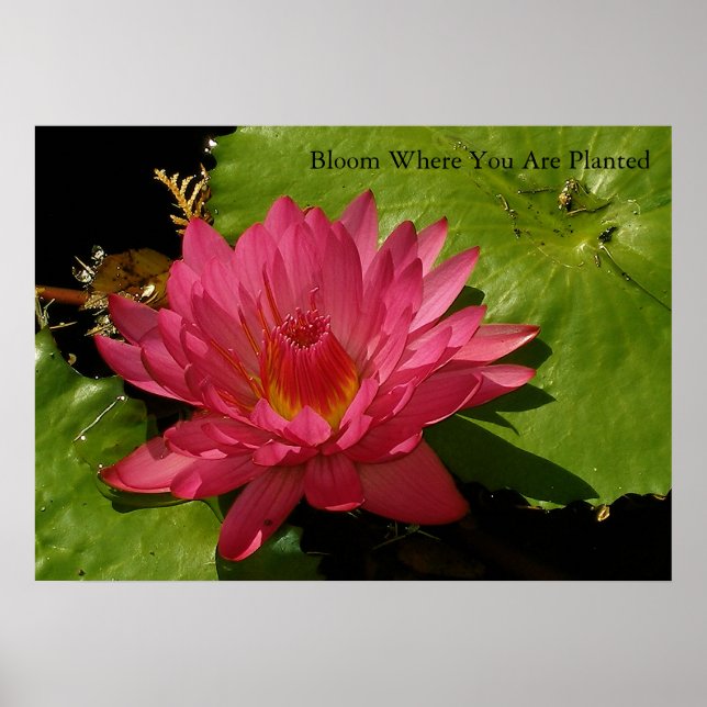 Póster Bloom (Frente)