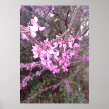 Bloom Completo