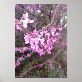 Póster Bloom Completo