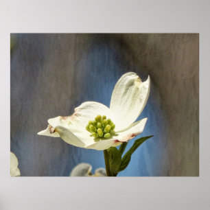 Póster Bloom de dogwood blanco