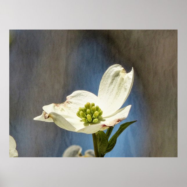 Póster Bloom de dogwood blanco (Frente)