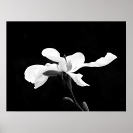 Póster Bloom de Magnolia en blanco y negro
