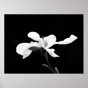 Póster Bloom de Magnolia en blanco y negro