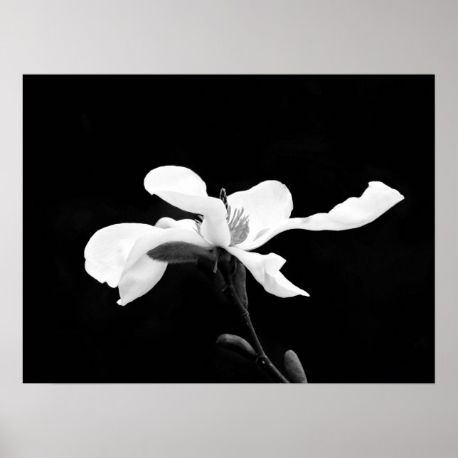 Póster Bloom de Magnolia en blanco y negro (Frente)