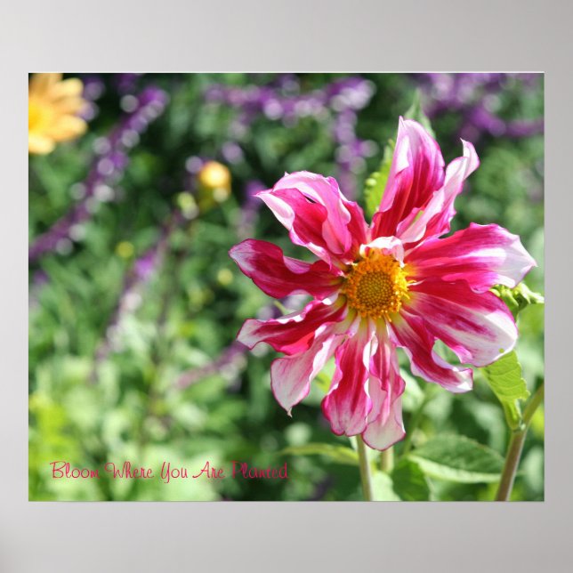 Póster Bloom Donde Está Plantado Poster (Frente)