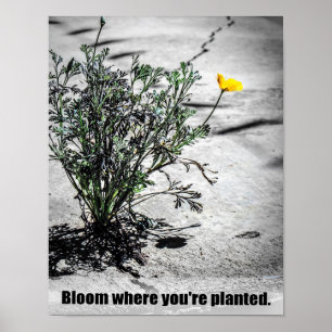 Póster Bloom donde te plantan